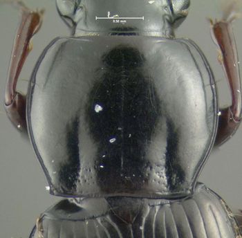 Media type: image;   Entomology 600455 Aspect: pronotum dorsal